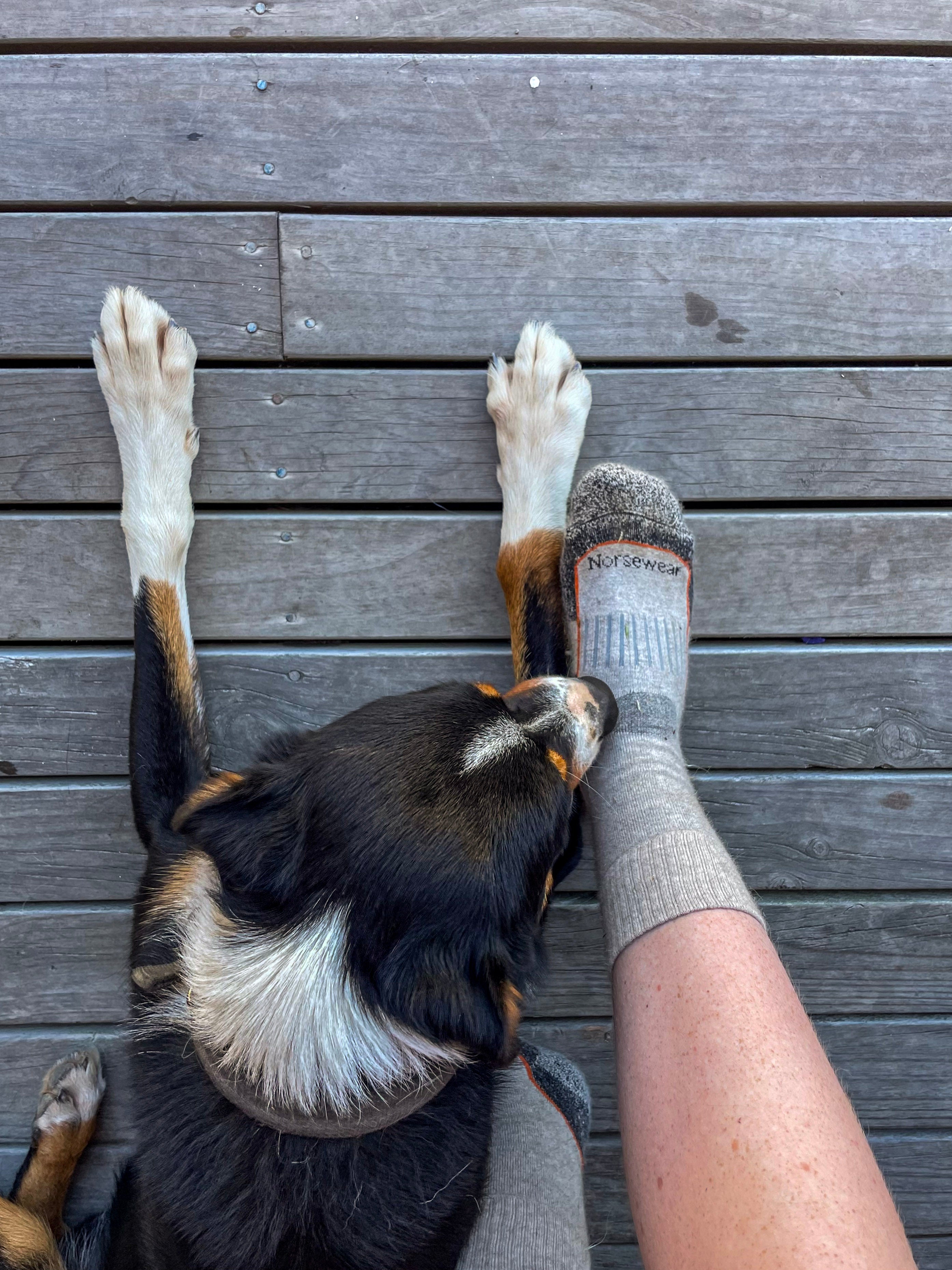 Norsewear's Gone to the Dogs