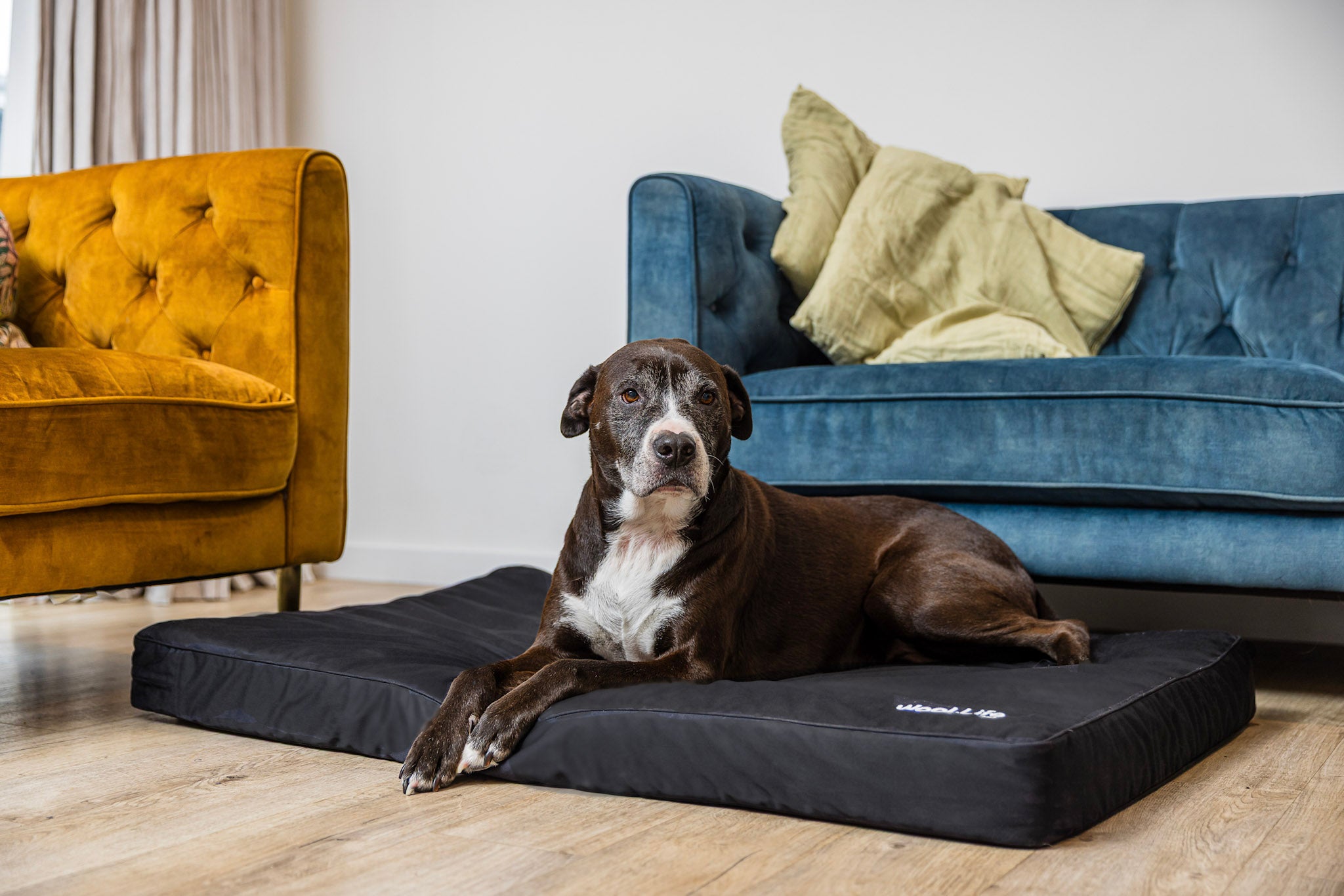 Dog Beds - Wool.Life